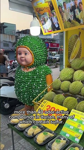 WHY DOES DURIAN STINK? (Read description)