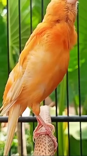 Panduan Suara Burung Kenari Gacor untuk Pancingan