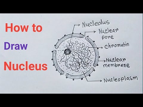 How to Draw nucleus Easily / Structure of Nucleus / Nucleus Diagram Step by Step
