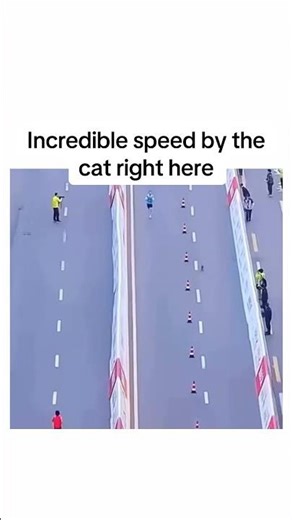 Cat runs marathon faster than man and wins the gold medal!