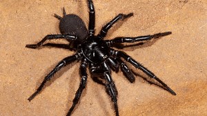Turns Out There's Actually Three Species Of Funnel-Web Spider & That’s Two More Than I Can Handle