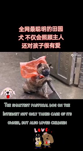 #狗狗的日常 #动物成精 #推荐 #doglove #animalfriends #lovelydog #foryouu 全网最聪明的田园犬 不仅会照顾主人 还对孩子很有爱 🐶❤️