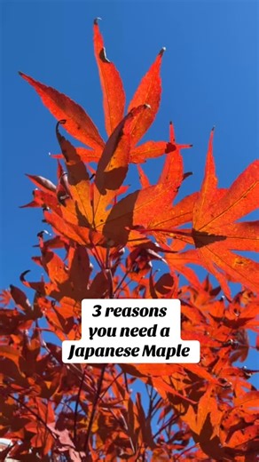 36 reactions | From spring cherry red to fiery fall color, Japanese Maple keeps your landscape vibrant all year long. Visit any of our three locations to explore our wide selection of Japanese Maples and find the one that’s perfect for your space. #plantsofinstagram #gardeninspo #fallcolor #japanesemaple #plantlove #gardening #garden #plantslover #plantsplantsplants | Merrifield Garden Center | Facebook