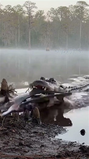 The Gator Makes Its Move #alligators #swamp #wildlife #nature