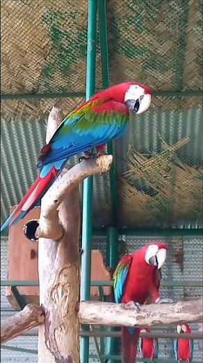 Why are Macaws so Loud ? #macaw #birds #parrot