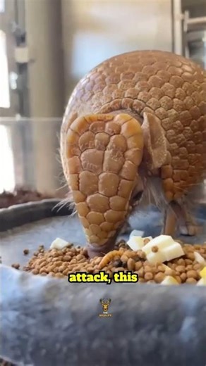 Meet the Mini Tank That Predators Can’t Break! #shorts #Armadillo #BulletproofAnimal #facts