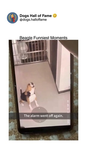 Dogs • Cute Dogs • Dog Videos on Instagram: "Pure chaotic joy showcasing beagles being their authentic hilarious selves through signature howling concerts, food-obsessed behavior, stubborn independence, and that trademark hound energy that makes them simultaneously adorable and exhausting. These aren't dignified dogs — these are vocal drama queens with noses controlling their entire existence, selective hearing that ignores every command unless food-related, and personalities so bold they'll esc