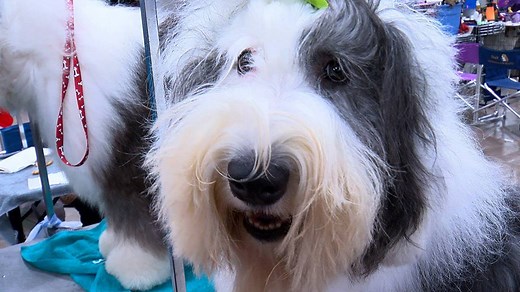 More than 1,600 dogs are in competition this weekend at the Land O'Lakes Kennel Club Dog Show in St. Paul! | WCCO & CBS News Minnesota