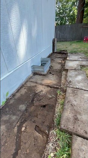 How exterminators spray for ants Sharing living spaces with rats #nature #diy #wildlife #waspnest