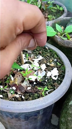 how to used eggshell for plant #plantcare