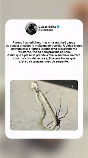 O PODER DA VIÚVA-NEGRA 🕷️🤯 #curiosidades #animals #descobertas #misterio