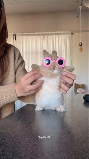 This rabbit is pure comedy 😍|#facts #shorts #cute #fun #rabbit #cutebaby #animals