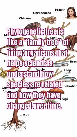 How phylogenetic tree is like a “family tree” of living organisms #phylogenetictree #phylogeny