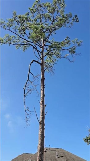 Tree Trimming dead limbs www.jtreeservice.com