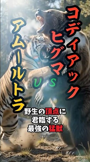 【頂上決戦】アムールトラVSコディアックヒグマ！野生最強の猛獣が激突した衝撃の結果…！