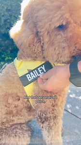 Is your dog a puller? This is the best harness for stress-free walks! Unlike collars that can cause neck strain, our harness distributes pressure evenly across the chest and shoulders. You'll enjoy greater control of your dog—no more tugging or struggling 🐕 Upgrade your walks today with our 60-Day Perfect Fit Guarantee ✨ | Dog Friendly Co.