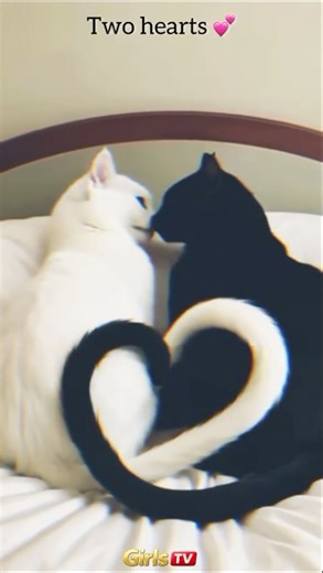 Romantic Cat Love Story 😻🐾 | Cute Cats in Love #catmoments #catvideo #cutecats #funnycat #cat