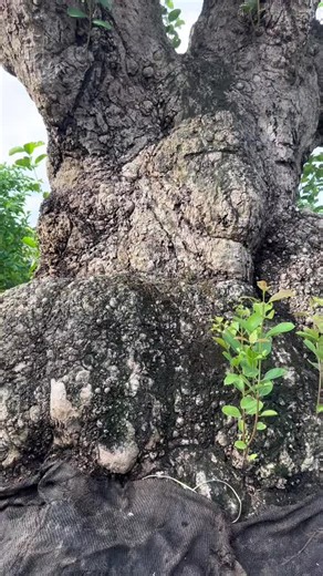 Stunning Giant Nu Bonsai Tree Showcase