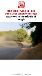 Man Was Trying to Feed Baby Deer When Wild Tiger Attacked in the Middle of Jungle | Media Bites