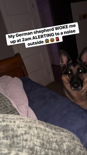 SCARY when your German shepherd ALERT at 2am!! #germanshepherd #germanshepherdsofinstagram #germanshepherdpuppy #gsd #gsdlife #reels #reelsviralシ | Zeus and Luna