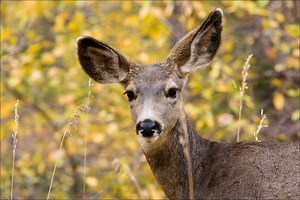 Deer Symbolism