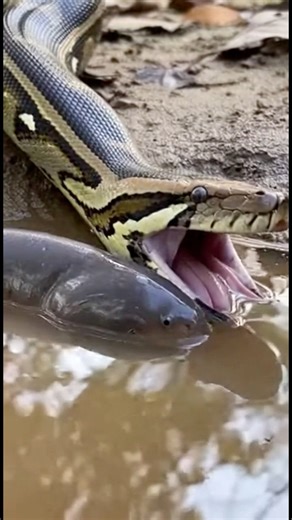 Ular Sawa terkena elektrik belut ⚡️ The python is electrocuted by the electric eel ⚡️ #Sora2 #AI | NR LIFE ll