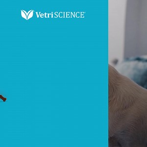 If your pet gets stressed, be ready for thunder, fireworks, or travel with Composure™! 💚 Clinically shown to work within 30 minutes & last up to 4 hours* 💚 Great for thunderstorms, fireworks, traveling, kenneling, or gatherings 💚 Trusted by veterinarians for over 40 years 💚 Used by 15k vet clinics across the country 💚 Never any corn, wheat, or artificial colors, flavors or dyes 💚 Made in the USA in our own FDA registered facility 💚 Makers of the clinically effective GlycoFlex® and Perio S