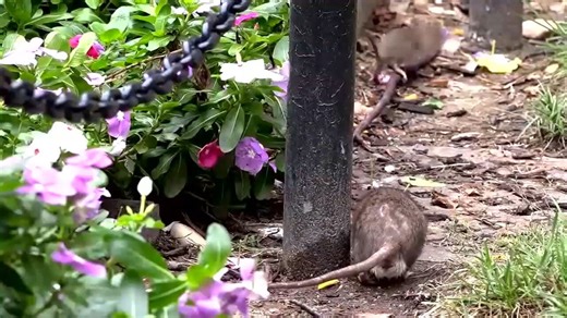 DC's infamous rats to go on birth control this spring; how it'll work and how you can help