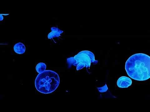 Pet Jellyfish Aquarium by Squishy Tanks llc