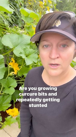 Manually pollinating your squash, pumpkins, cucumbers, melons parentheses (this includes those zucchinis!) will give you consistently straight, large, healthy fruit. You need to first identify the difference between a male and female flower. Male flowers grow on long thin stems, and inside the flower they have a straight anther, covered in yellow pollen. For most of these types of plants, there are male flowers produced first, and usually there are more male flowers than female flowers. Female f