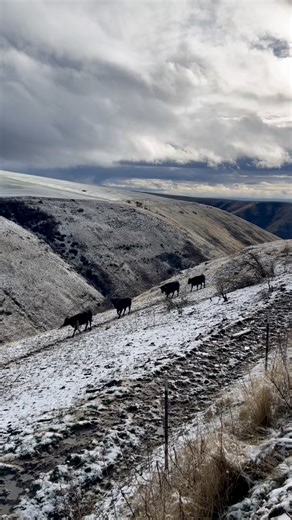 Wintering Wagyu Cattle #wagyucows #fullbloodwagyu #purebredwagyu #ranchlife #ranching | Bar R Wagyu