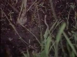 Got Worms ? Worm charming, worm grunting, and worm fiddling are methods of attracting earthworms from the ground. The activity is usually performed to collect bait for fishing but can also take the form of a competitive sport. Apalachicola River / Water Marks . There are views of Apalachicola and the great seafood industry. Viewers see a black family pig farming and fishing upriver. The film addresses the issue of damming the river. Produced by WFSU-TV. see more at https://www.floridamemory.com/