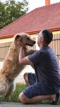 A gazdi mindig hazajön #pajti #goldenretriever #vicces #kutya