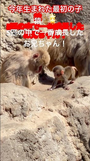 今年生まれた最初の子猿🐒🌟5匹の中で一番成長したお兄ちゃん！