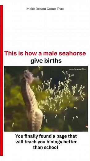 🥚This is how 🧬a male seahorse 🐣 give births 🫄 | MDCT