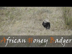 African Honey Badger (Mellivora capensis) Video From The Kruger Park | Stories Of The Kruger
