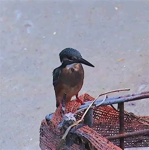 カワセミ調布地区幼鳥５番目？ショート 2026年8月1日 #カワセミ #幼鳥 #野鳥 #birds #wildlife #nature #自然観察ぶらり散歩
