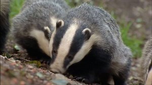 Campaigners against the badger cull say they have identified the zone, in the Dorset countryside, where the cull is now taking place. "Stop The Cull" protesters say they have a camp in the area, with the aim of patrolling the area and sabotaging the operation | BBC Hampshire & Isle of Wight