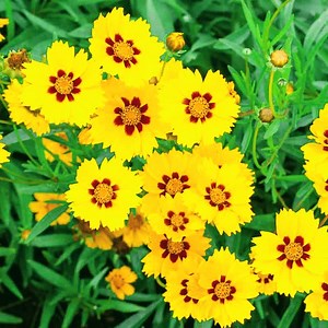 Medicinal Herbs 101: Coreopsis Lanceolata | The Weeds and Seeds Guy