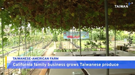 Family-Owned Backyard Farm Brings Taiwanese Produce to California - TaiwanPlus News