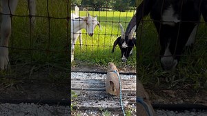 Prairie Dog Meets Goats for the First Time