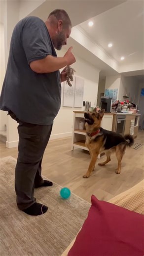 My husband somehow taught Phil to freeze randomly. It’s so funny to watch 😂 | German Shepherd lovers