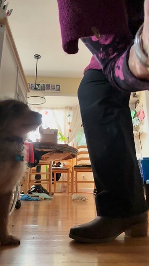 12 reactions | Daring Dandelion hoop jumping lessons, Day 2. . . . #dogtricks #circusdog #dandelion #throughthehoop #scruffydog #scruffydogsofinstagram | Jessica Hentoff | Facebook