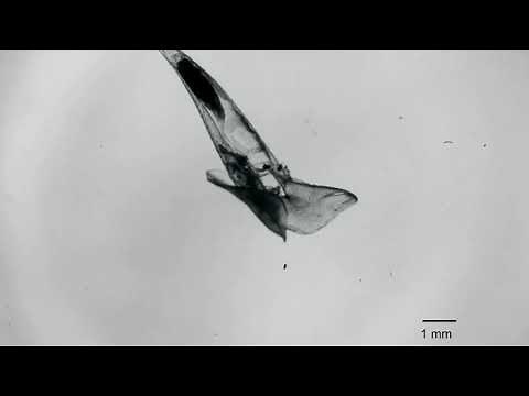 How Sea Butterflies Zip Through the Water