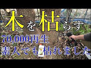 木を枯らす方法（おじいちゃんの知恵袋）
