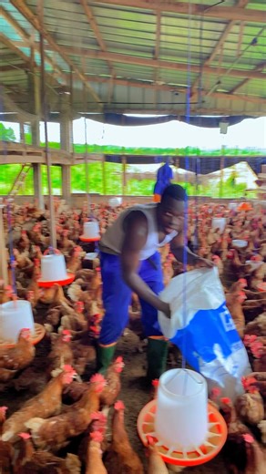 Nourrir correctement les animaux,c’est la base d’un bon élevage 👉 Abonne toi pour apprendre l’agriculture et l’élevage chaque jour #agriculture #elevage #ferme #poulet