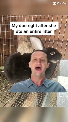 Raising Rabbits: From Breeding to Butchering