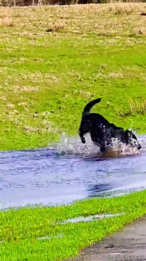 This water dog's abilities are insane #malinois #dogs #k9
