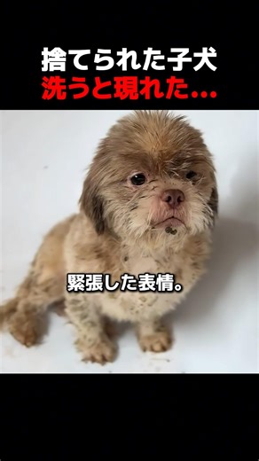 捨てられた子犬洗うと現れた… #捨て犬,#保護犬,#犬の保護,#動物レスキュー,#感動動物,#犬のいる生活,#犬好きな人と繋がりたい,#保護活動,#里親募集,#動物好きな人と繋がりたい