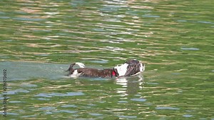 Dog taking bath in the water in 4k slow motion 60fps